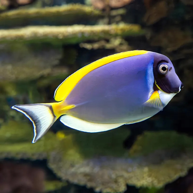 POWDER BLUE TANG