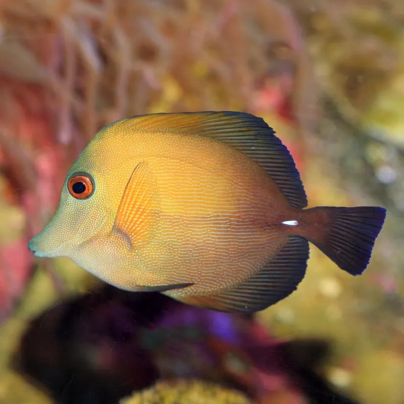 SCOPAS TANG