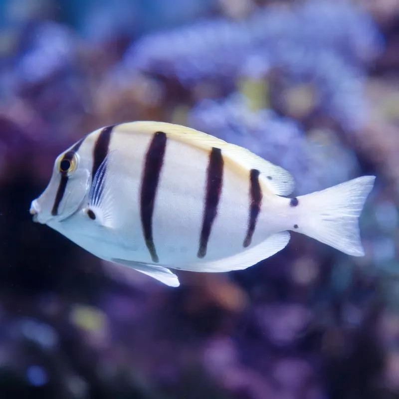 CONVICT TANG