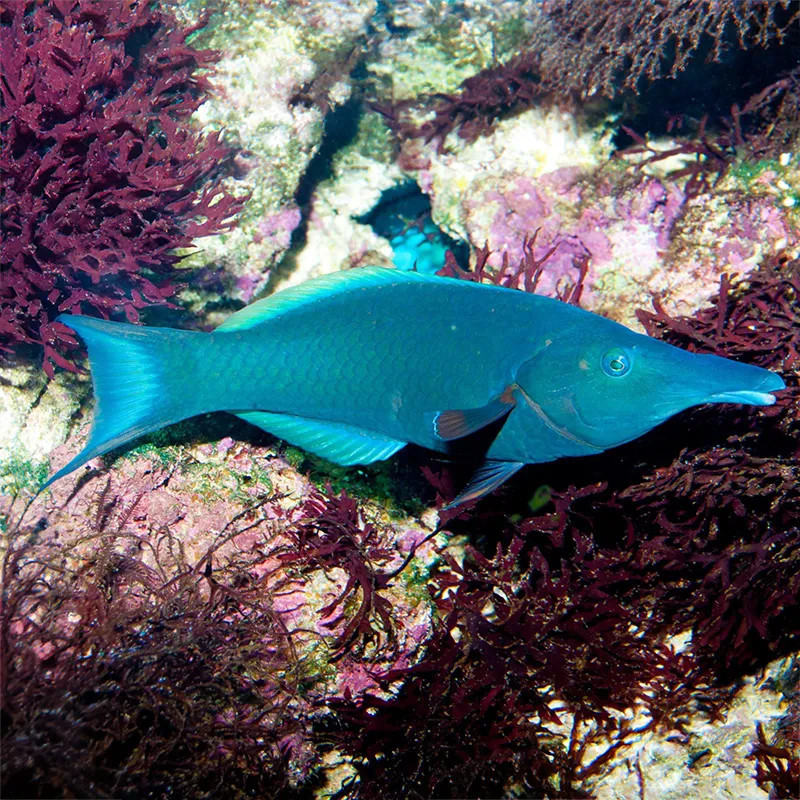 BIRD WRASSE (GREEN BIRD WRASSE)