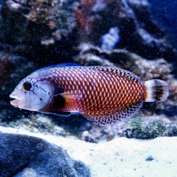 DRAGON WRASSE