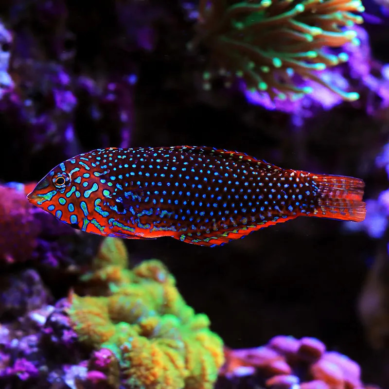 ORNATE LEOPARD WRASSE