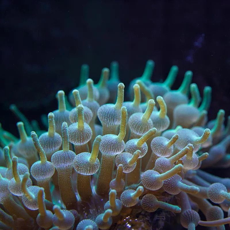 GREEN BUBBLE TIP ANEMONE