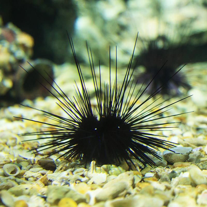 URCHIN LONG FIN