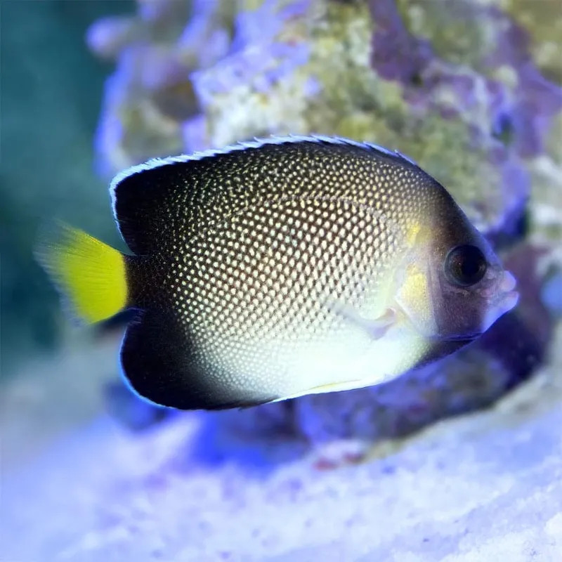 Cream Angelfish