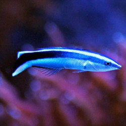 Cleaner Wrasse