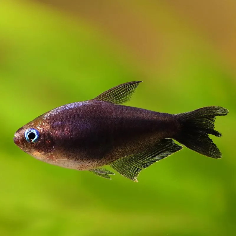 BLACK EMPEROR TETRA