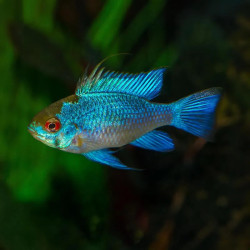 Blue Ramirezi Cichlid