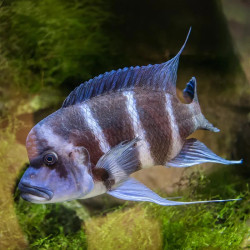 FRONTOSA CICHLID