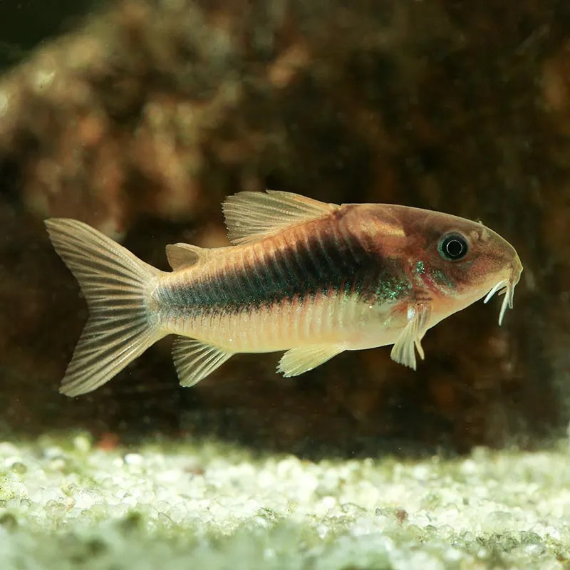 GREEN AENEUS CORY CATFISH