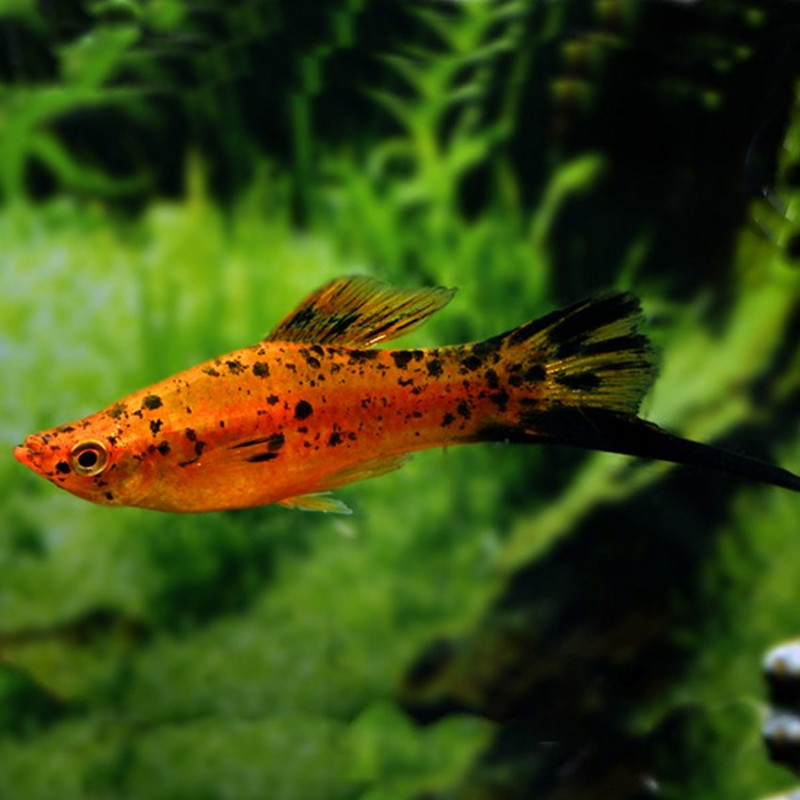 CALICO LYRE SWORDTAIL