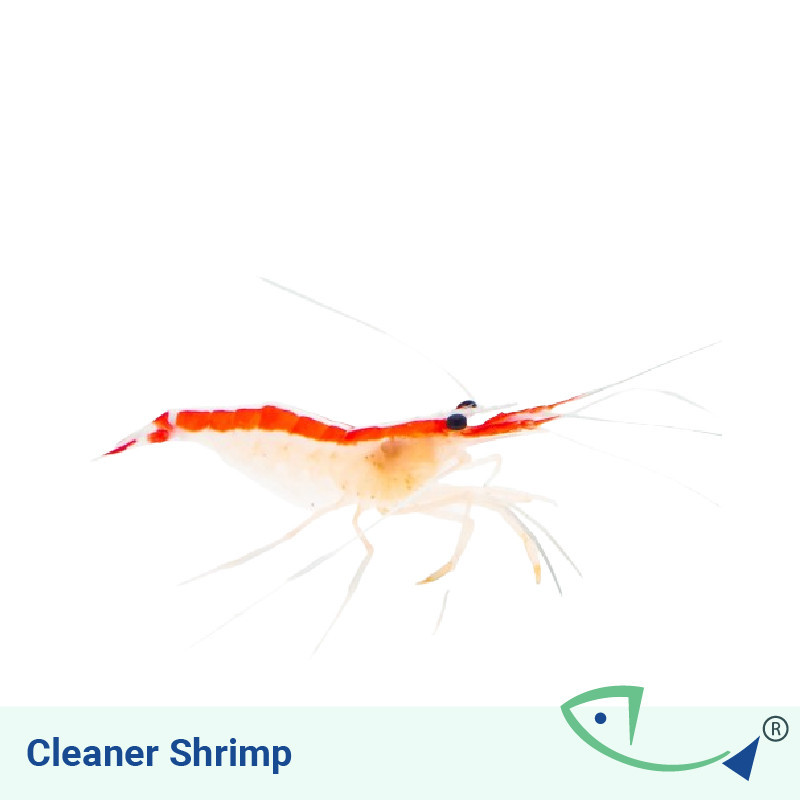 Cleaner Shrimp