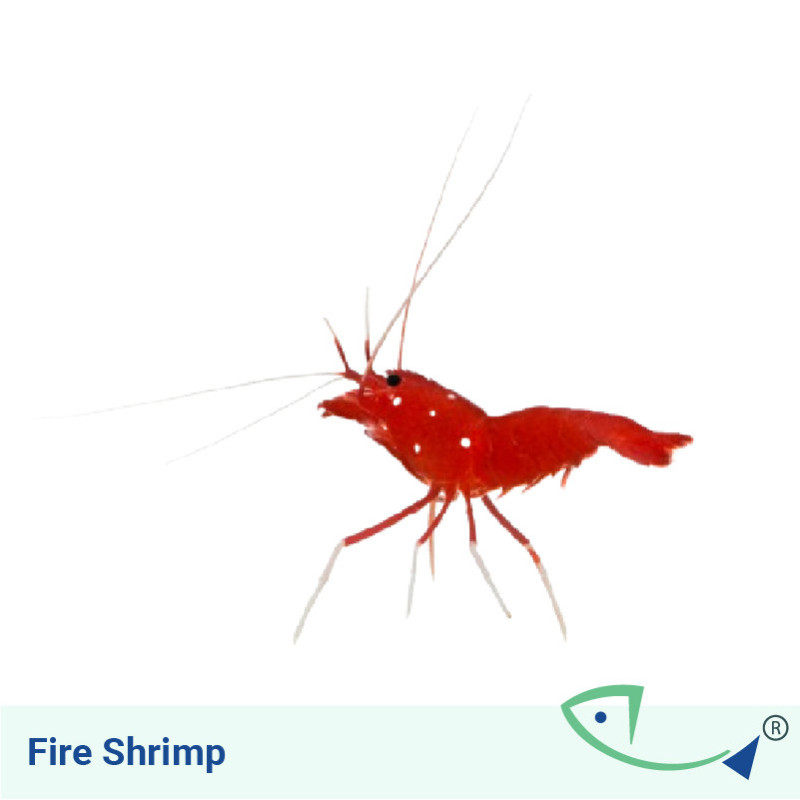 Fire Shrimp