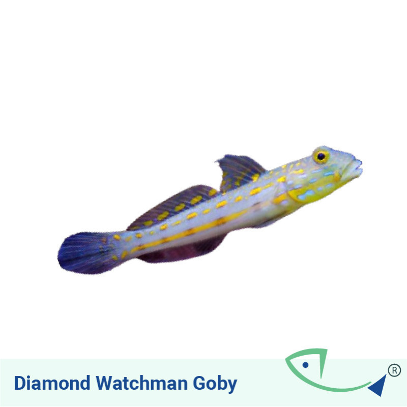 Diamond Watchman Goby