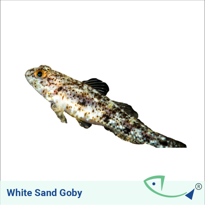 White Sand Goby