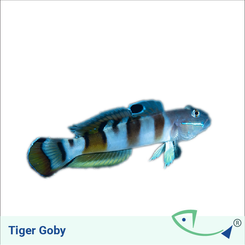 Tiger Goby