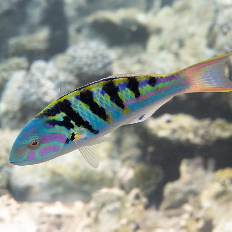 Six-Bar Wrasse