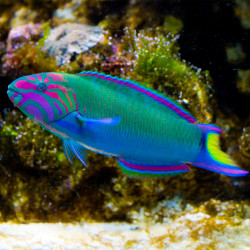 Lyretail Lunar Wrasse