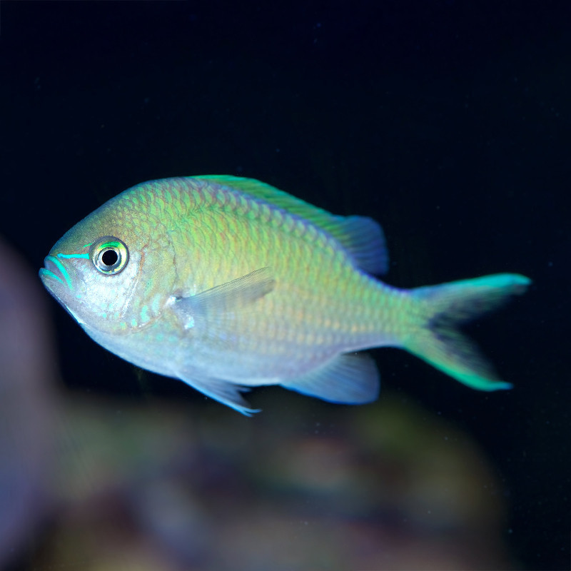 Green Reef Chromis