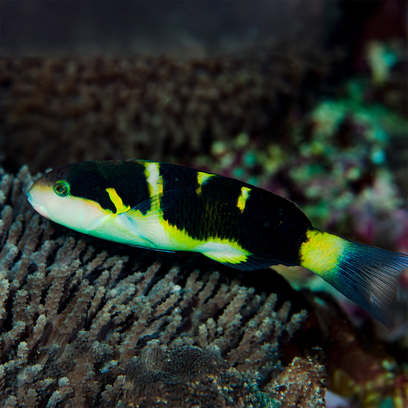 Jansen's Wrasse