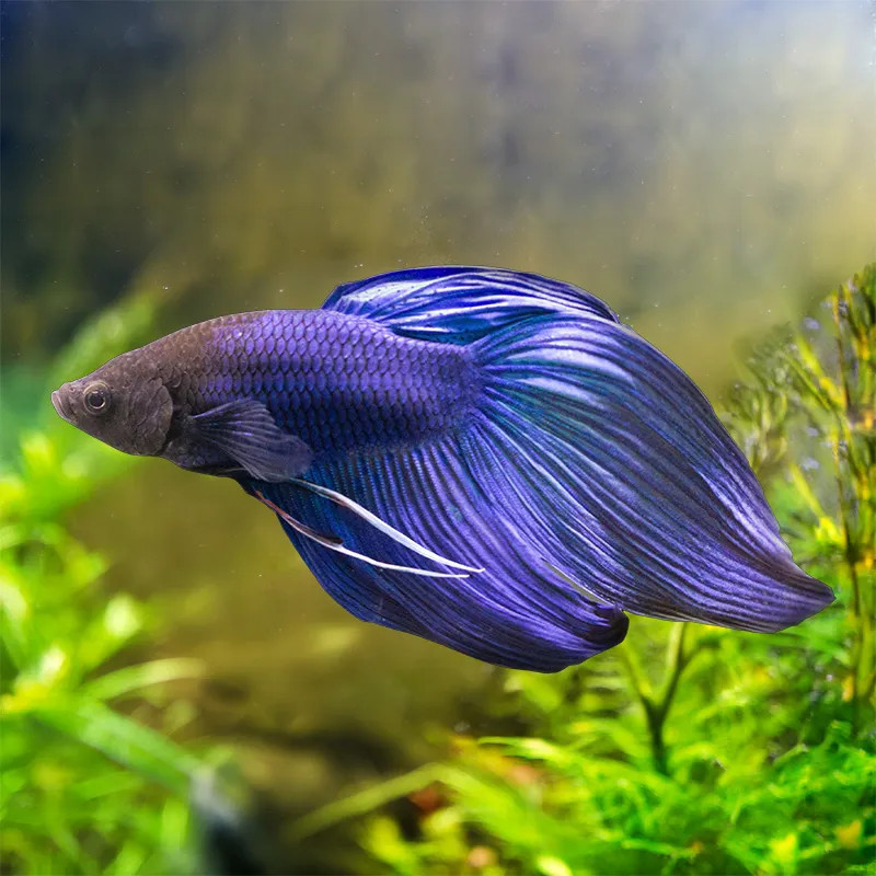 Veiltail Betta