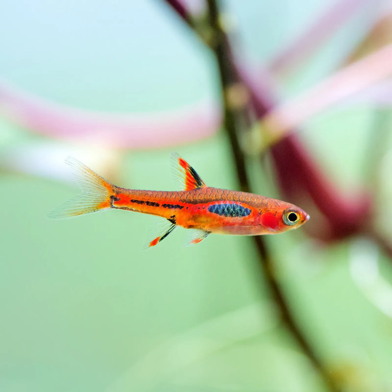 rasbora-chil rasbora 2 cm