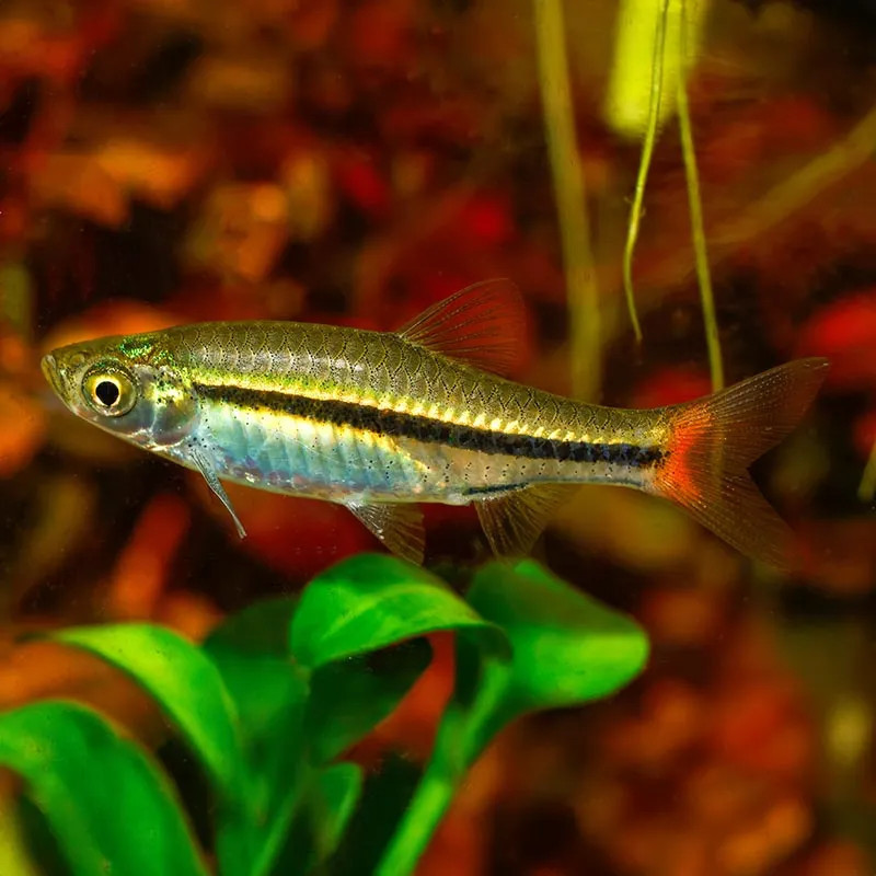 red-tailed rasbora