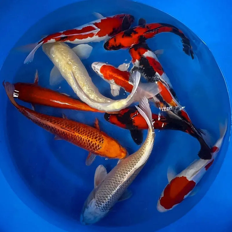 PO - Assorted High Quality Koi, Japan Strain - Medium