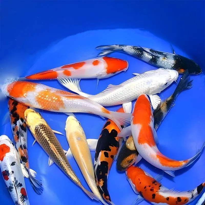 PO - Assorted High Quality Koi, Japan Strain - Large