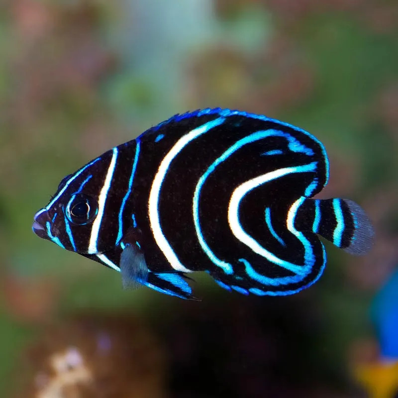 SW - Koran Angelfish (Sri Lanka) - Medium Juvenile