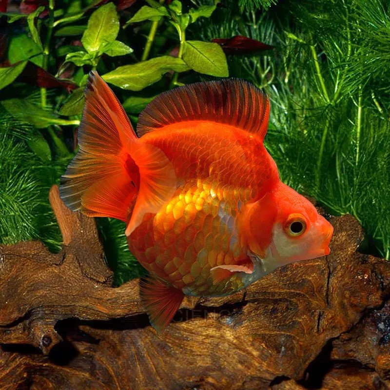 GOLDFISH-RYUKIN-RED