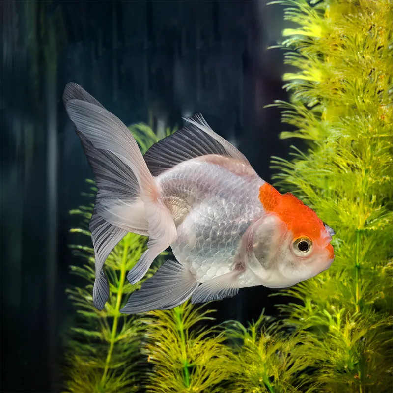 GOLDFISH-ORANDA-RED CAP