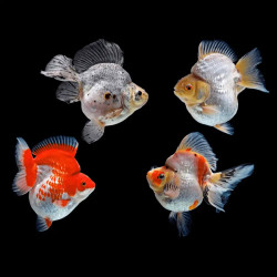 Assorted Ryukin Goldfish