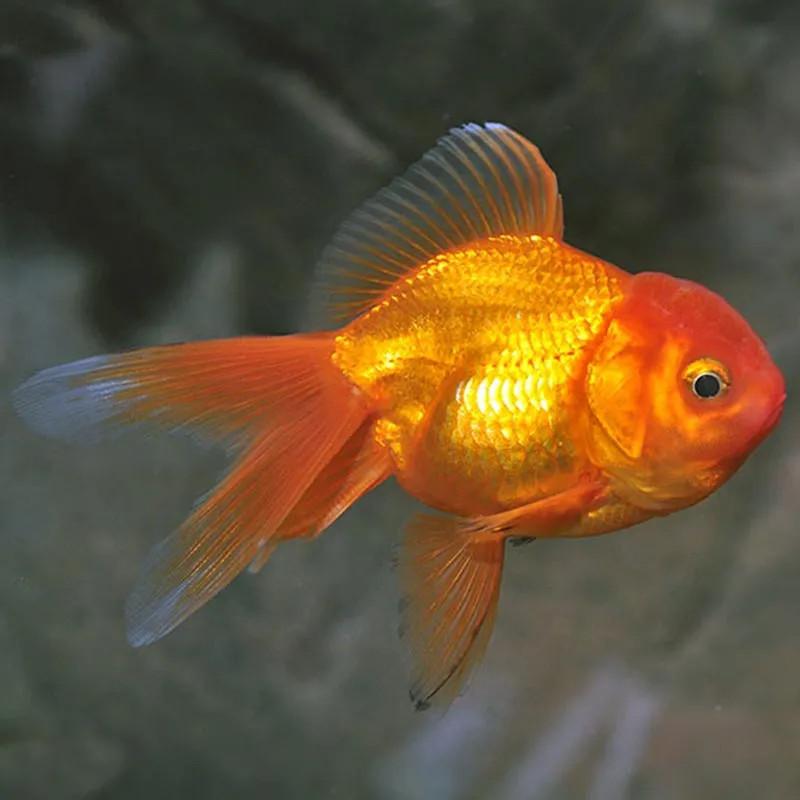 GOLDFISH-ORANDA-RED