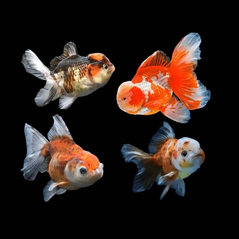 GOLDFISH-ORANDA-ASST