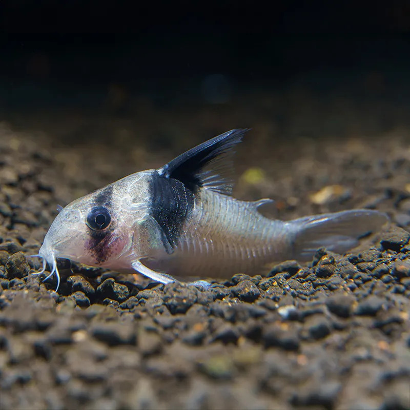 Corydoras Panda