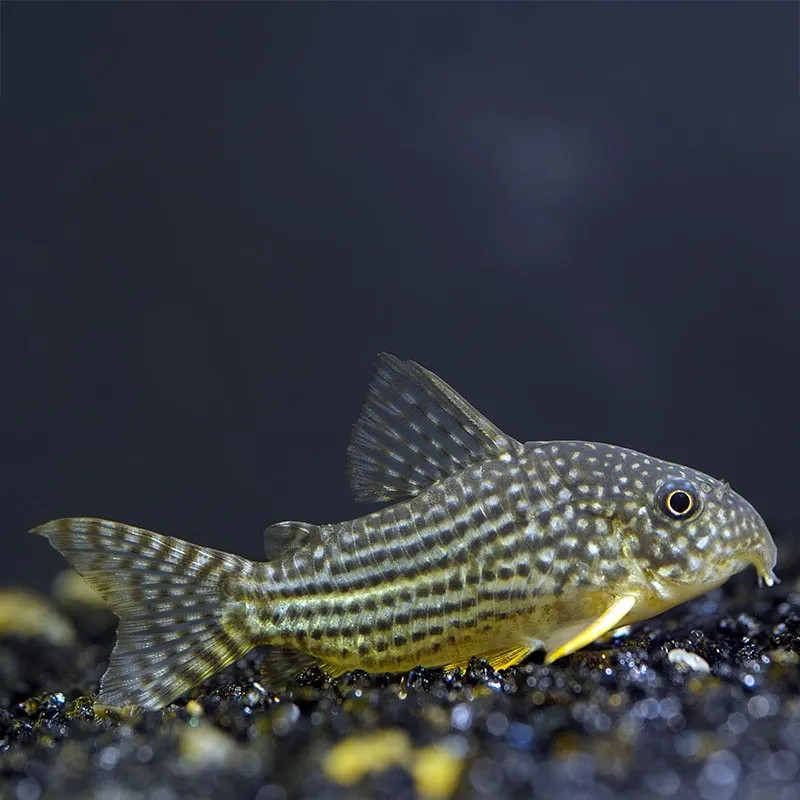 Sterba's Cory