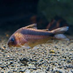 Rabauti Cory Catfish