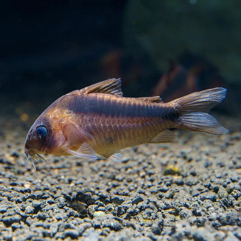 Rabaut's Cory