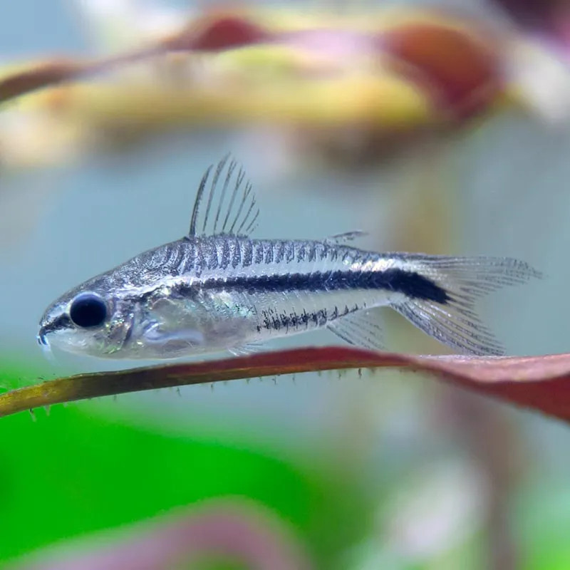 Pygmy Cory