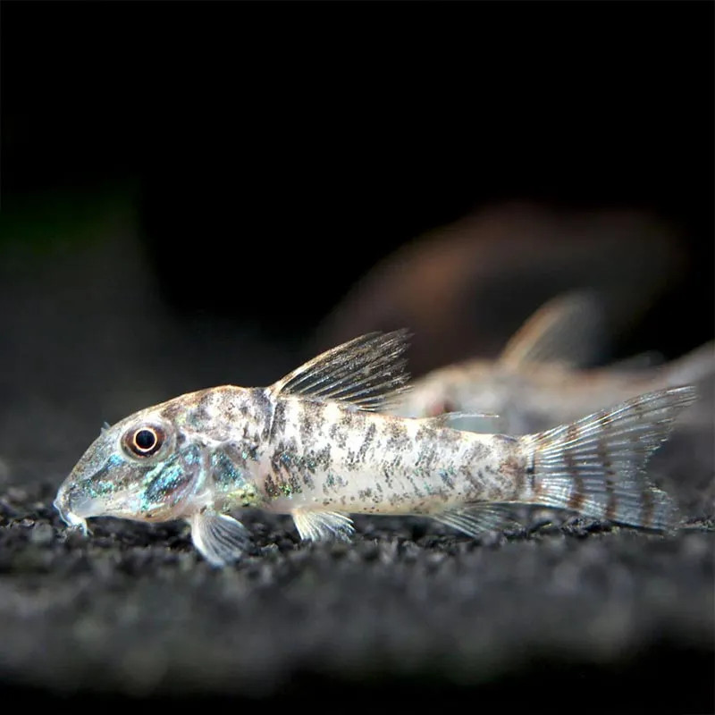 Northern Longnose Cory