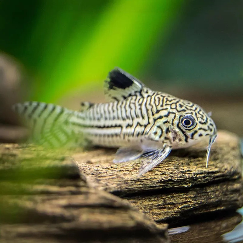 Julii Corydoras