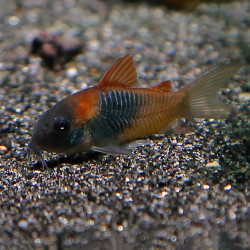Orange Venezuela Corydoras