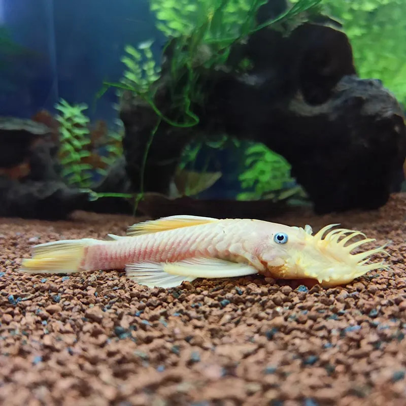 ALBINO BRISTLENOSE PLECOSTOMUS