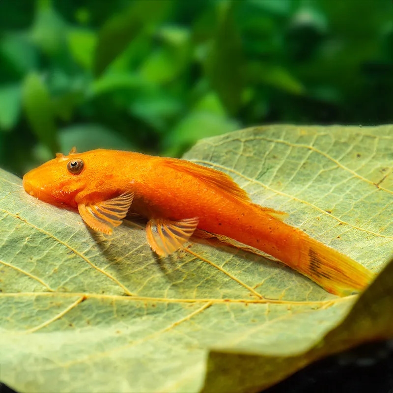 ORANGE BUSHY NOSE PLECO