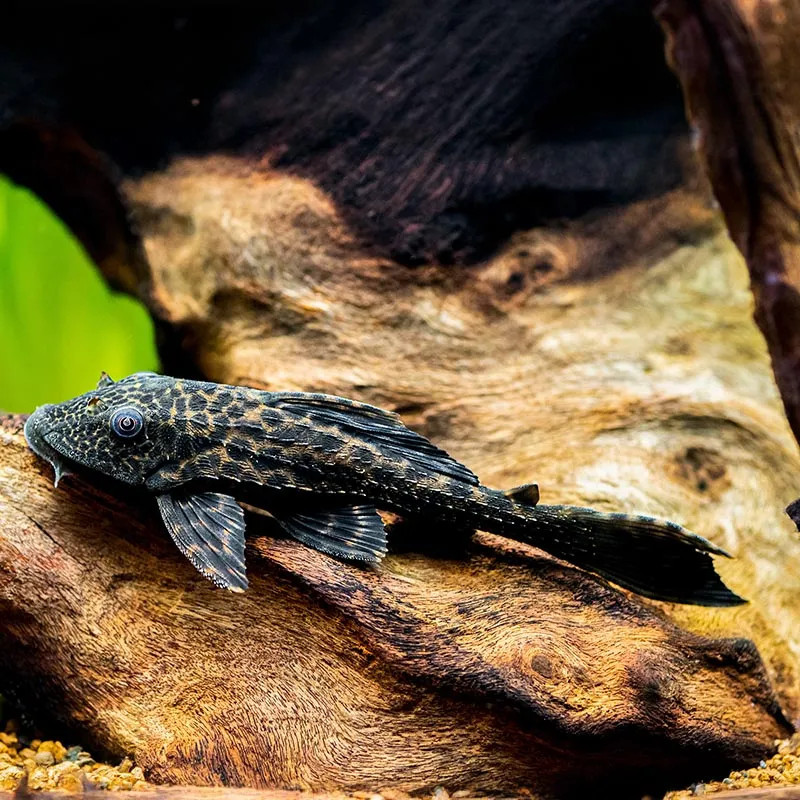 PLECO-TRINIDAD PLECO