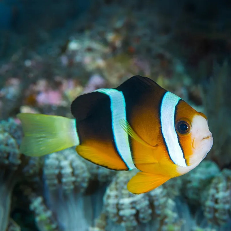 SW - Clarkii Clownfish (Sri Lanka) - Small