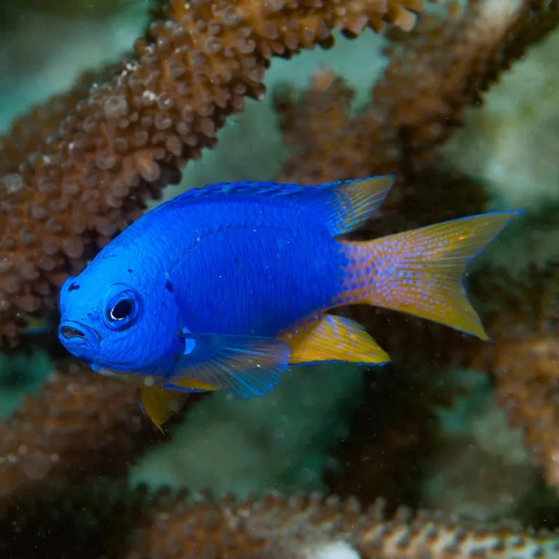 SW - Blue and Gold Damselfish (Indonesia)