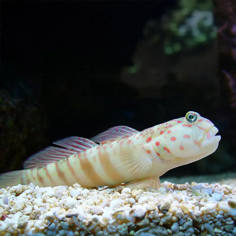 SW - Pink Spotted Watchman Goby (Indonesia) - Medium