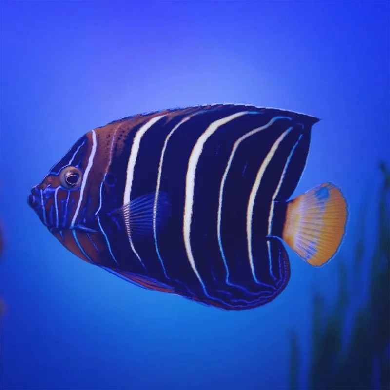 SW - Chrysurus Angelfish (Africa) - Medium SubAdult